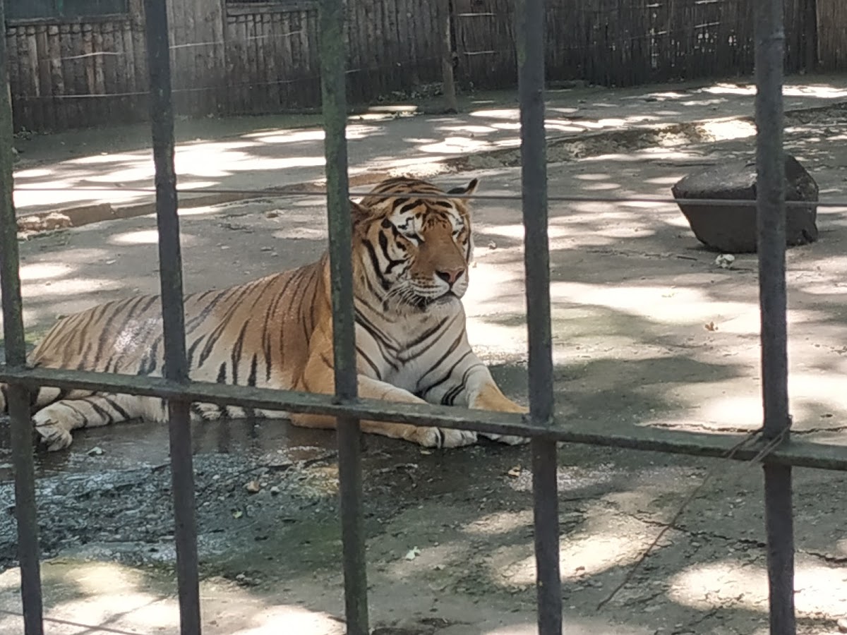 Grădina Zoologică-Eco SA - foto 1