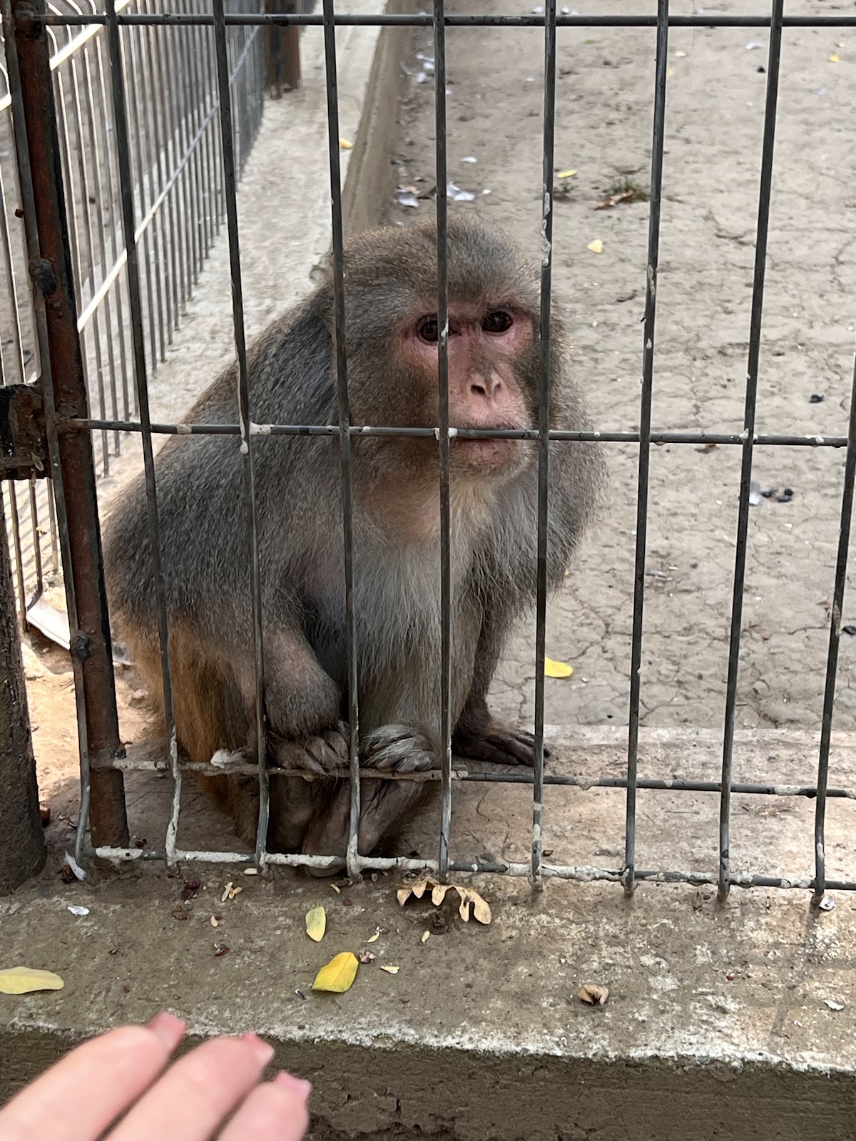 Grădina Zoologică-Eco SA - foto 3
