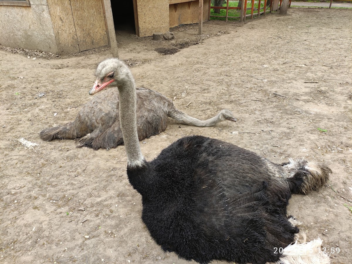 Grădina Zoologică-Eco SA - foto 5