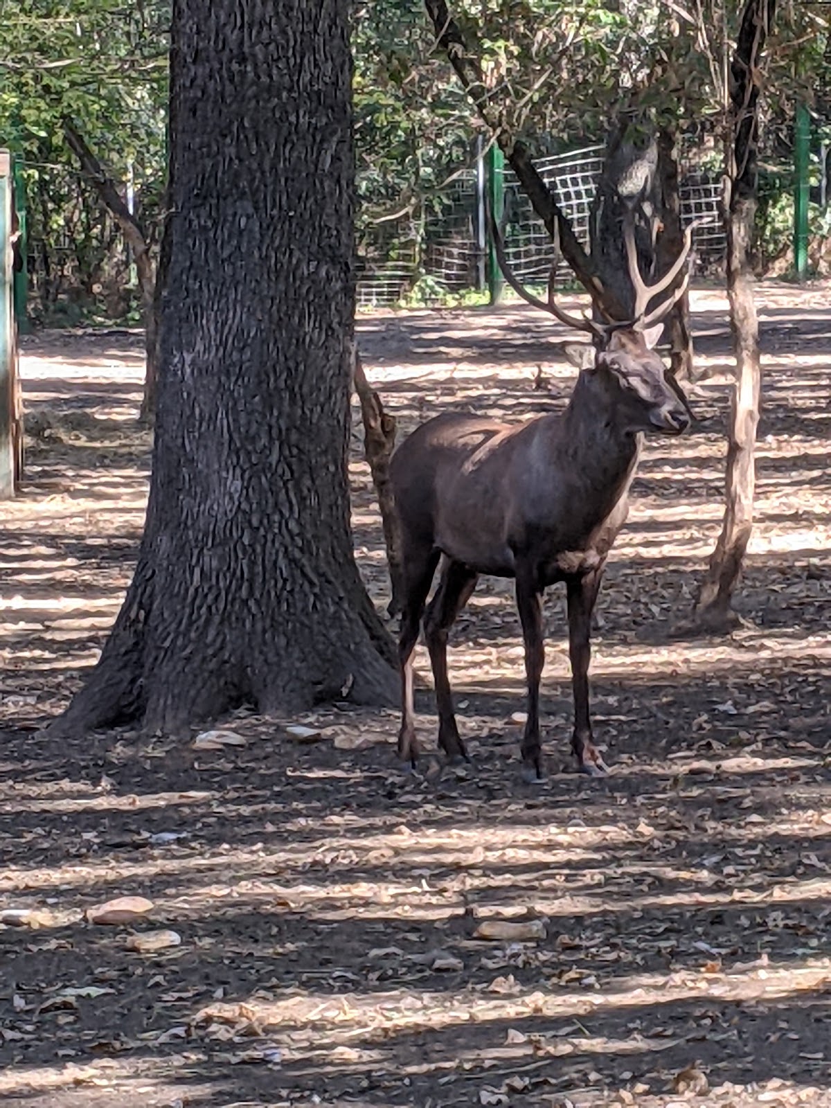 GRĂDINA ZOOLOGICĂ GALAȚI - foto 4