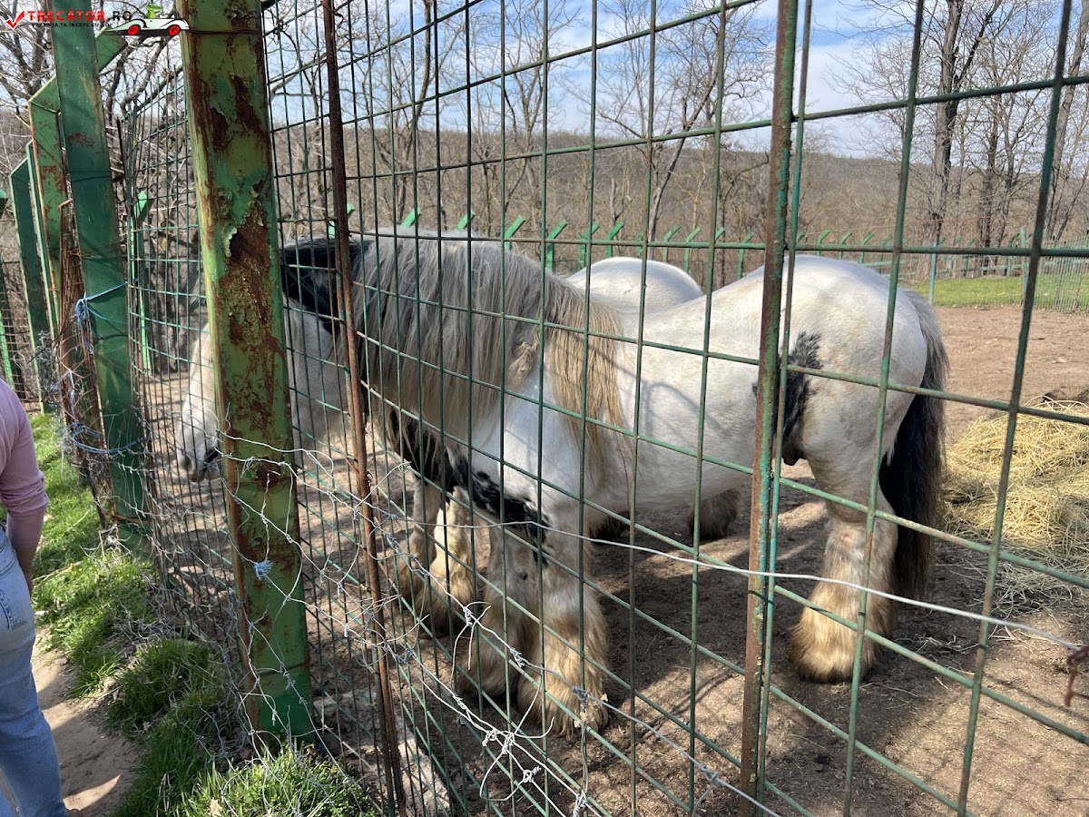 GRĂDINA ZOOLOGICĂ GALAȚI - foto 5