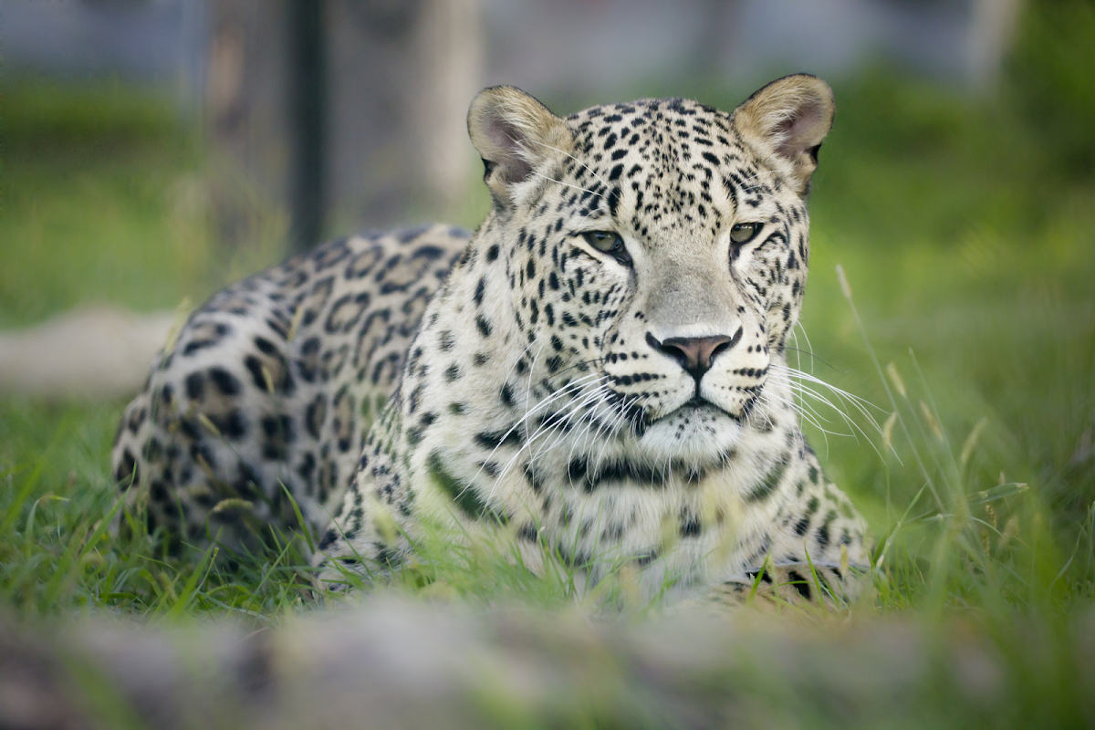 Grădina Zoologică Oradea - foto 1