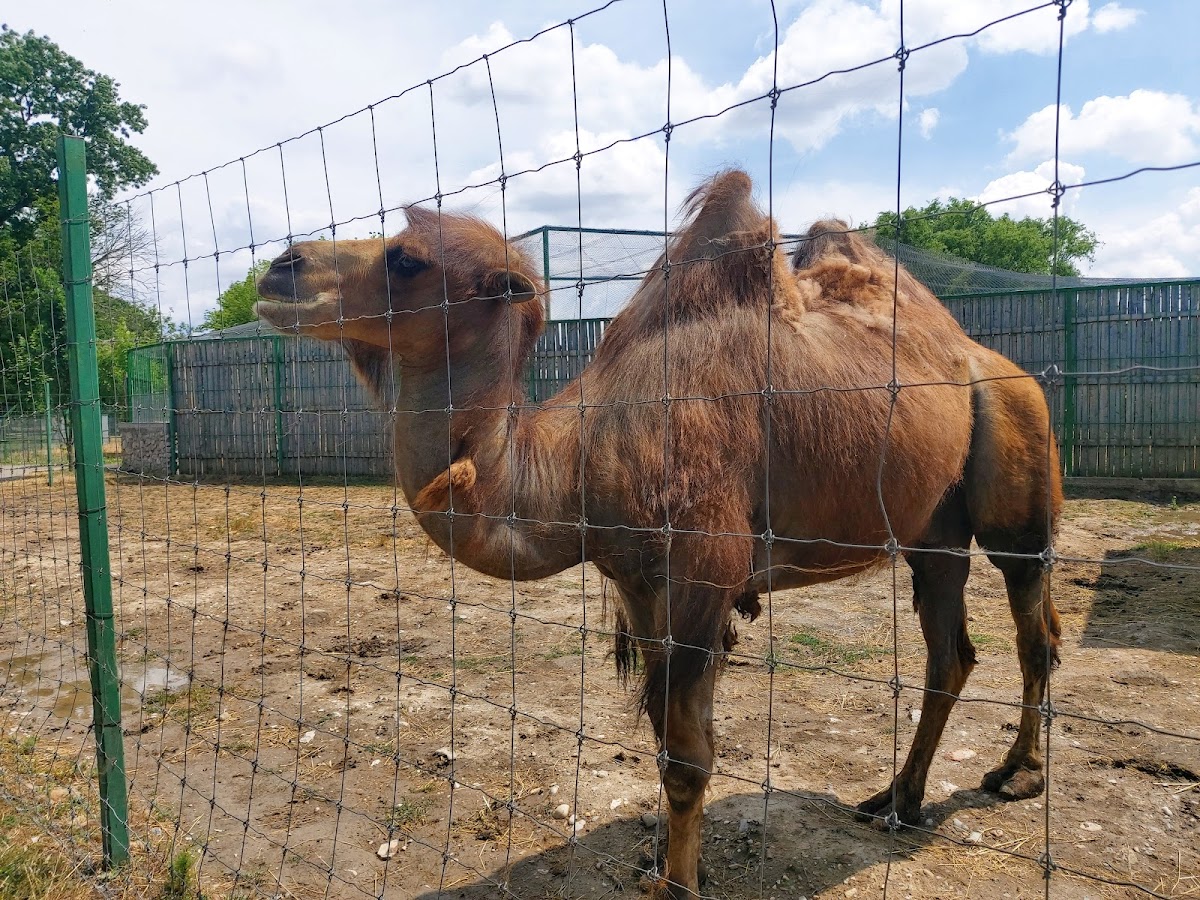 Grădina Zoologică Oradea - foto 4