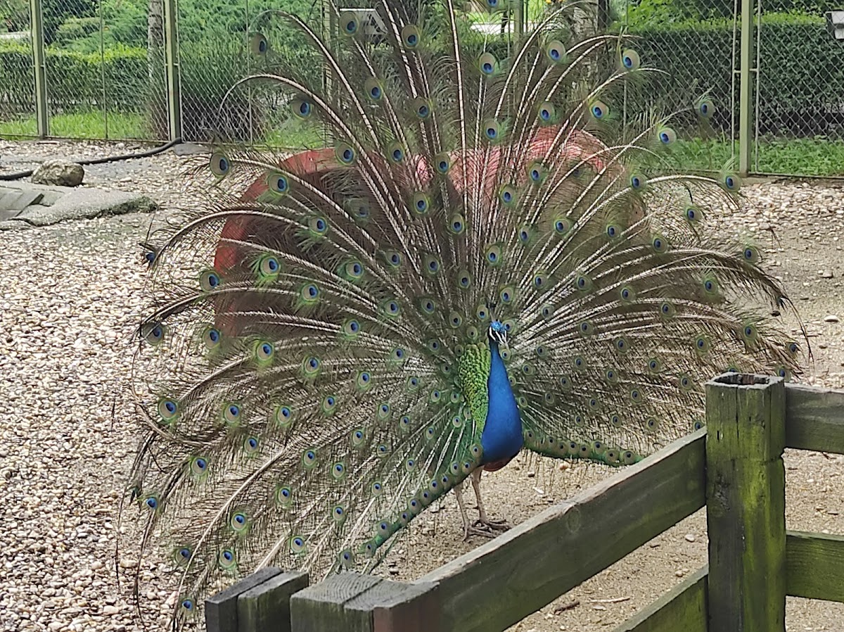 Grădina zoologică Piteşti - foto 4