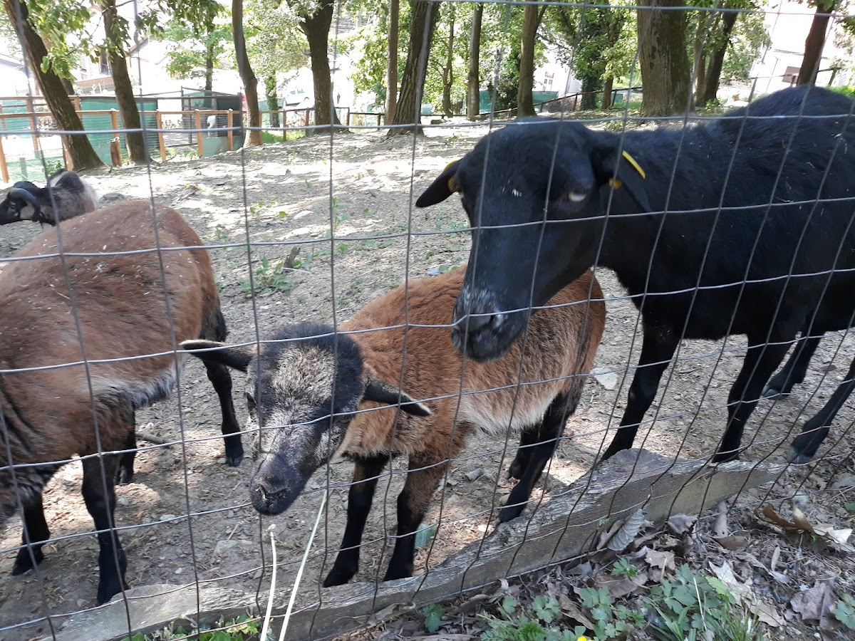 Grădina Zoologică "Prof. Ioan Crișan" Resita - foto 2