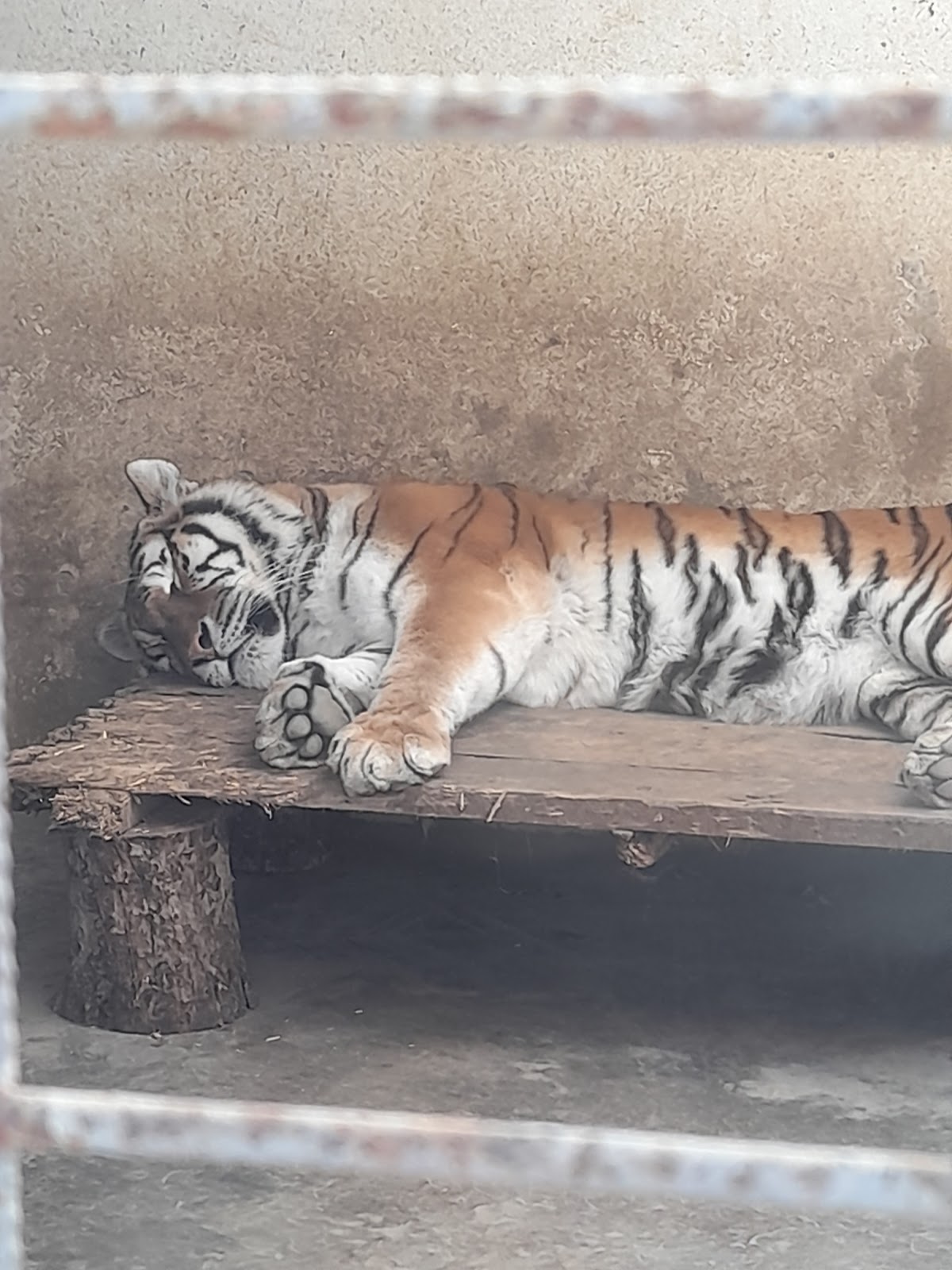 Grădina Zoologică "Prof. Ioan Crișan" Resita - foto 4