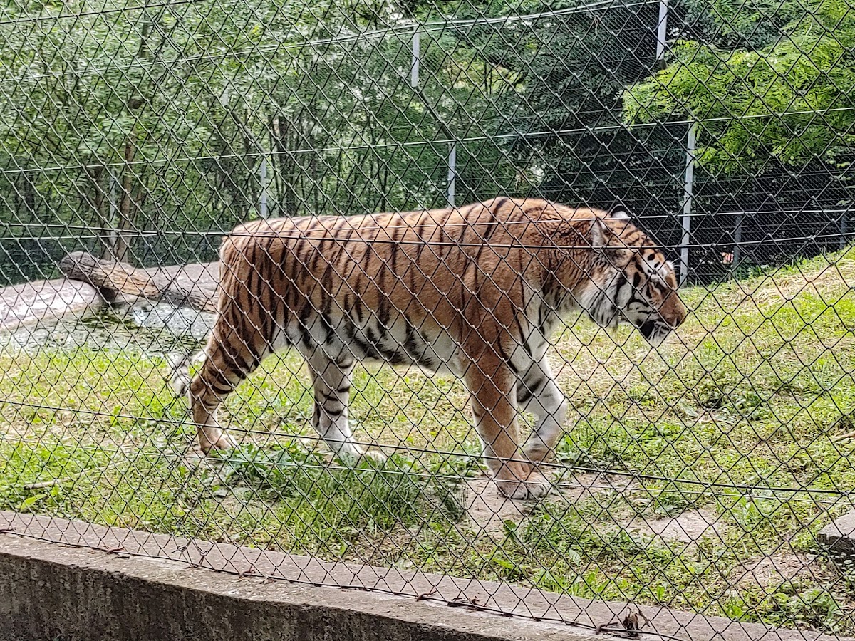 Grădina Zoologică "Prof. Ioan Crișan" Resita - foto 5