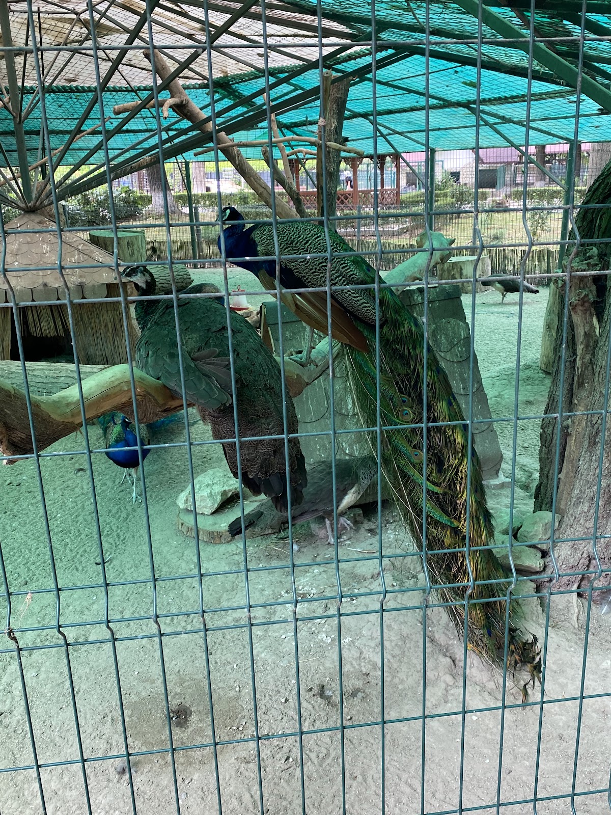 Grădina Zoologică Târgoviște - foto 5