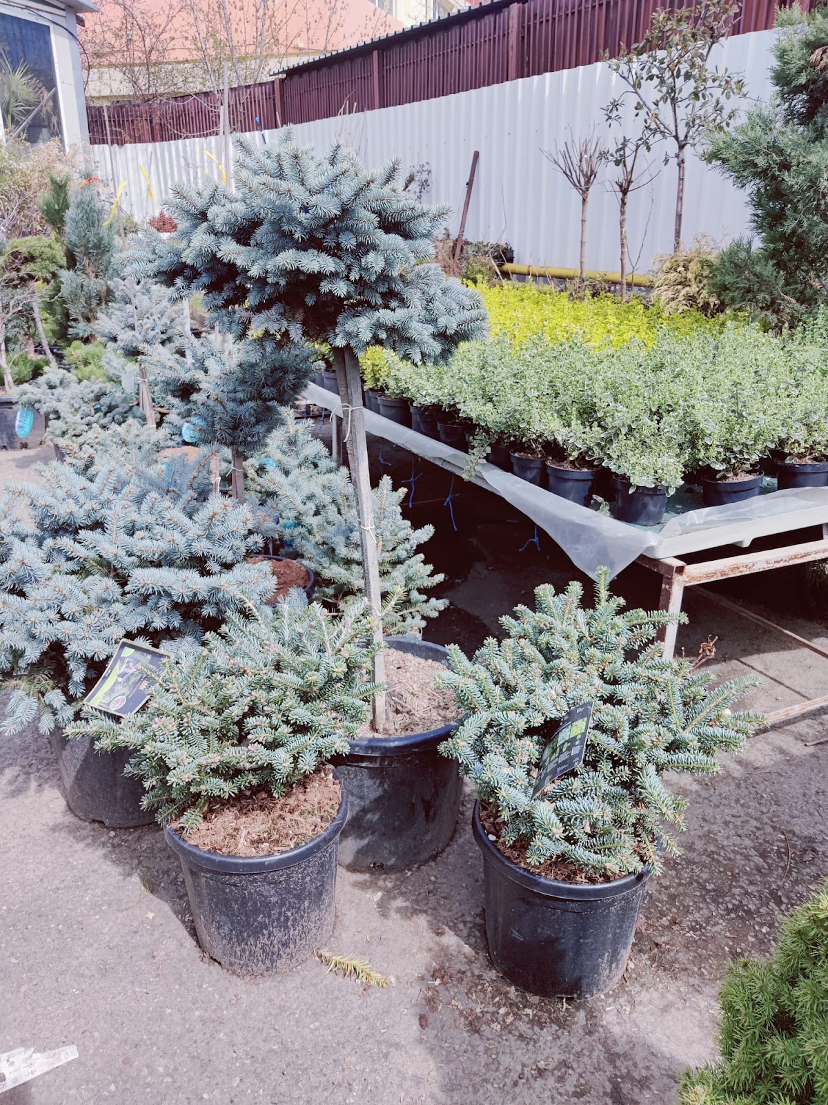 Grădini la Cheie - foto 3