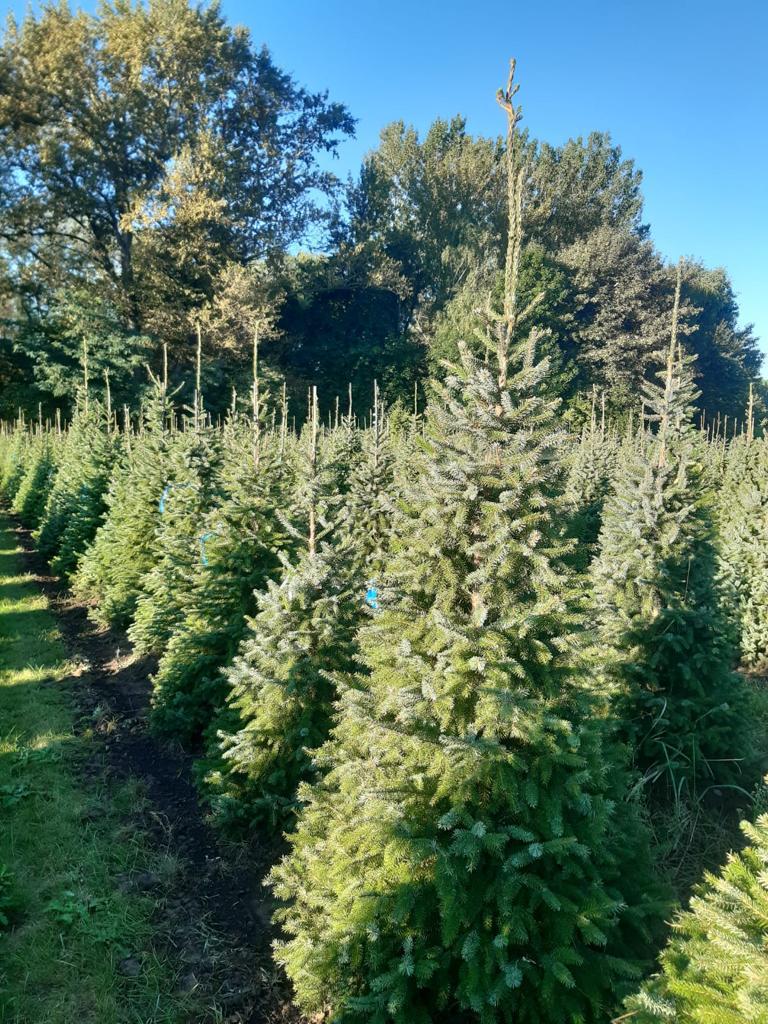 Grădini la Cheie - foto 4