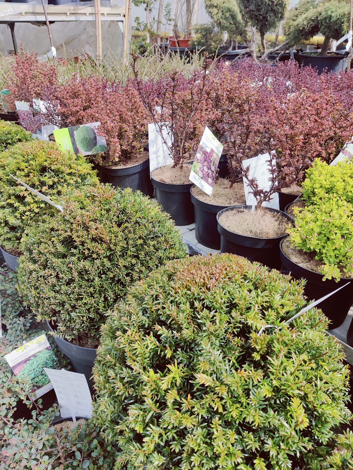 Grădini la Cheie - foto 5