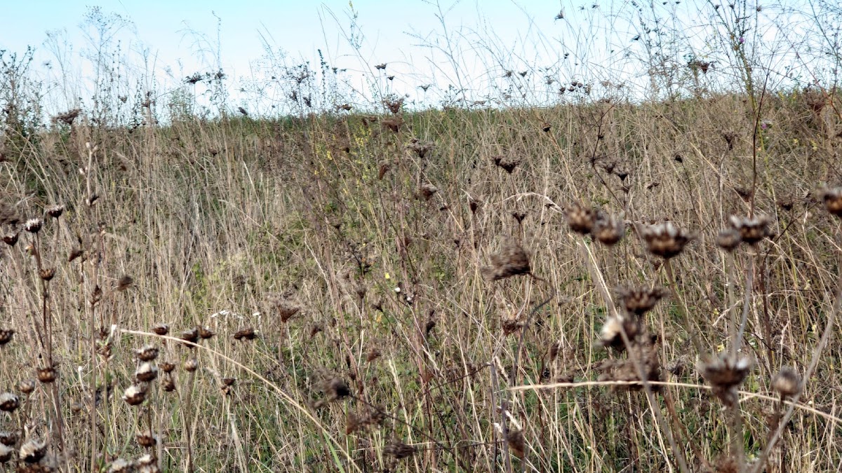 Canyon Hasag - foto 3