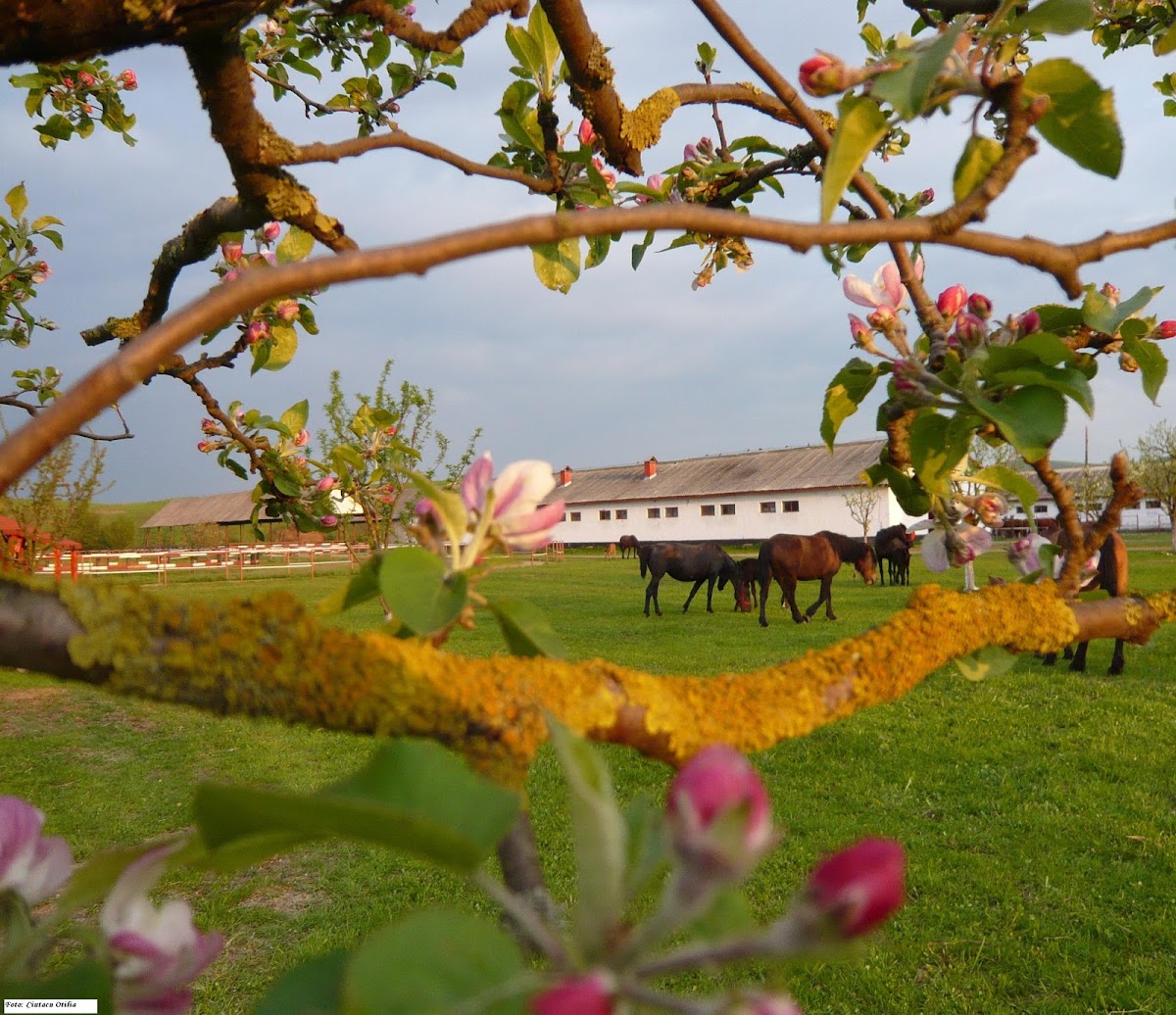 Herghelia Beclean - foto 1