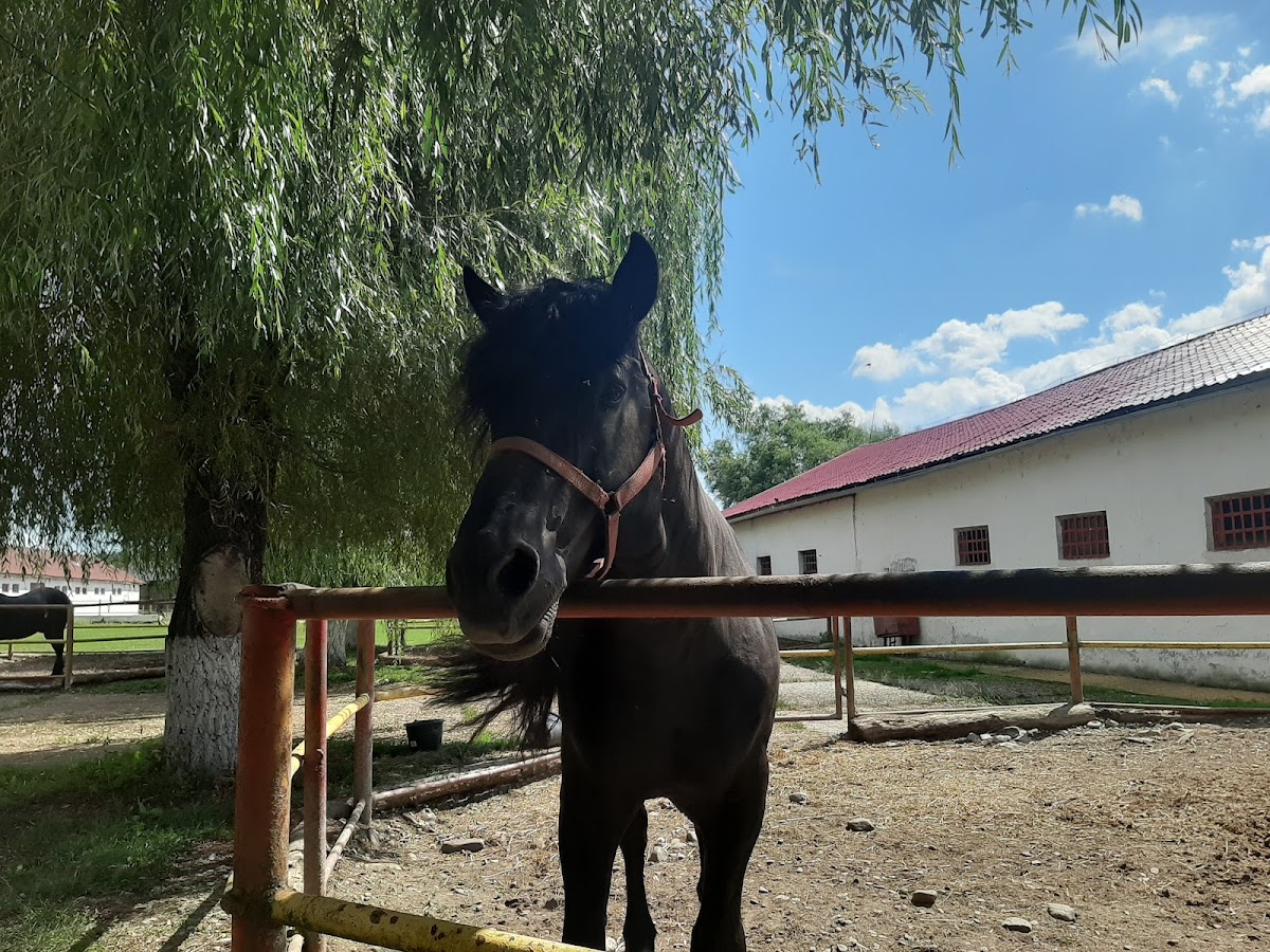 Herghelia Beclean - foto 3