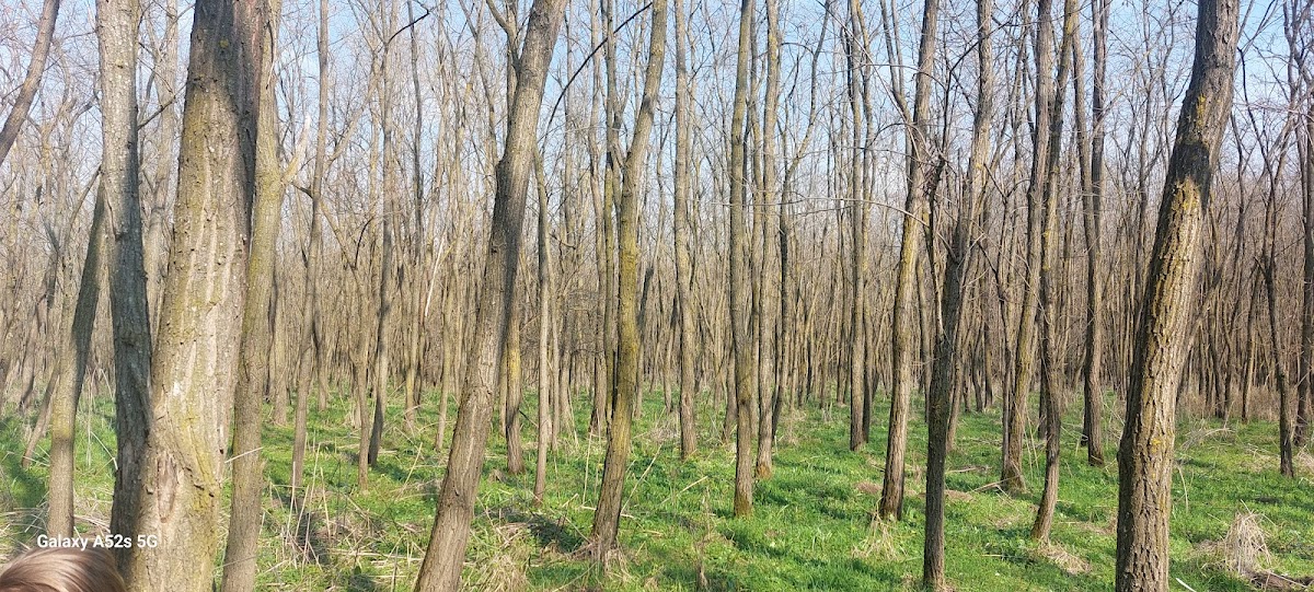 Hotel Barock Jimbolia - foto 5