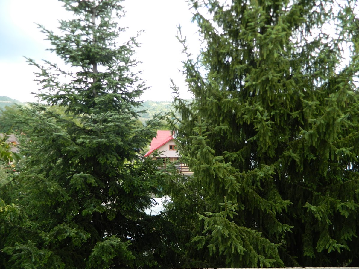 Hotel Breaza - foto 5