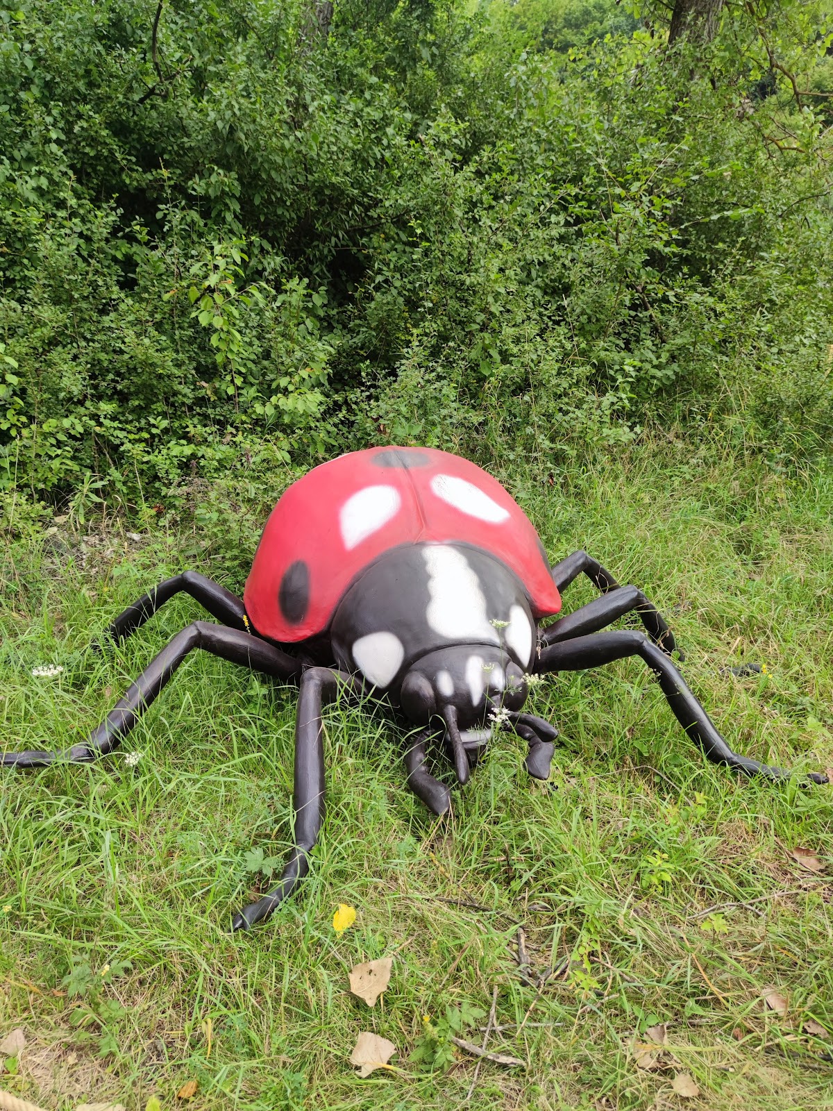 Insect Park - foto 5