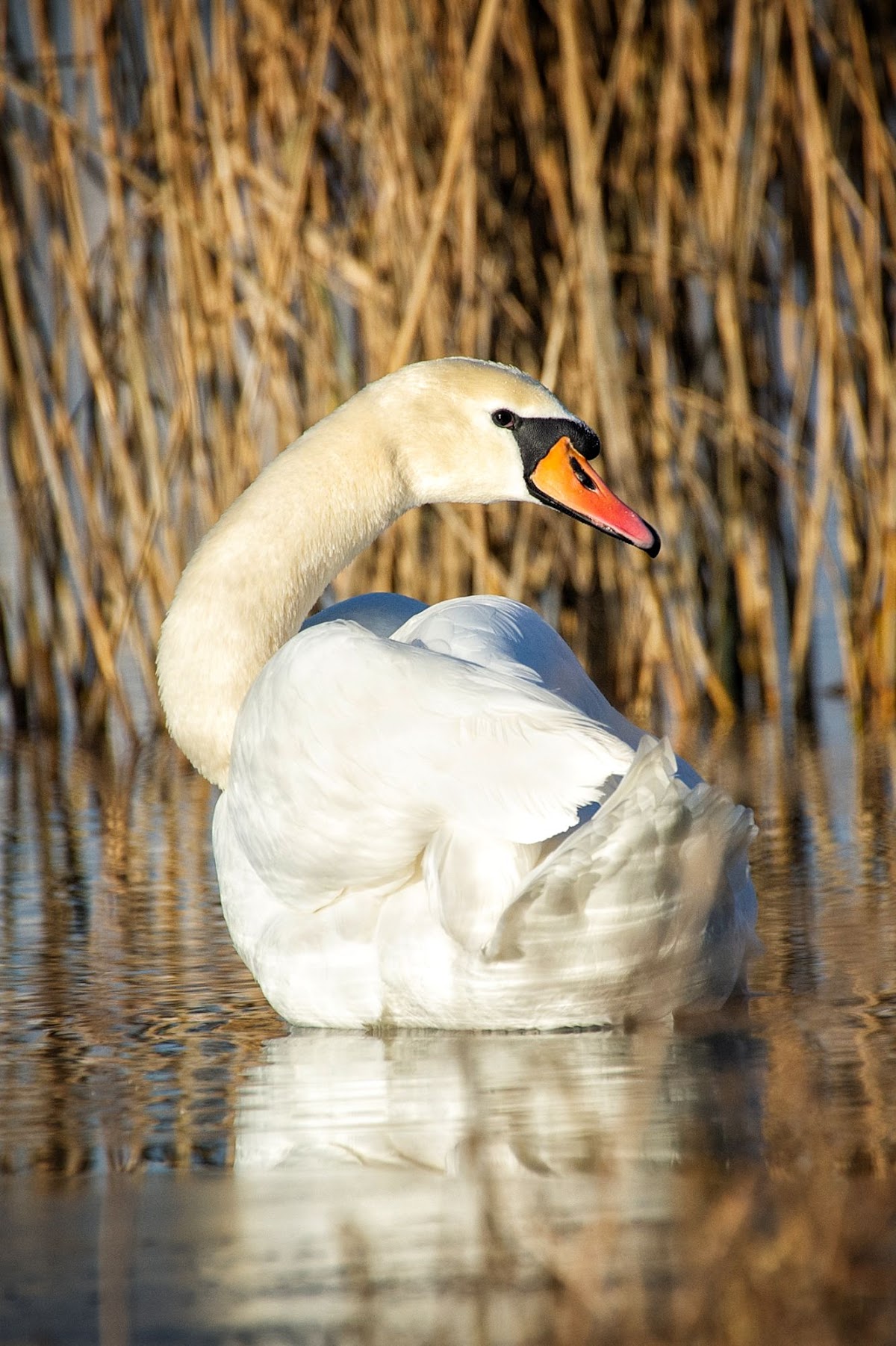 Insula de Agrement Bacău - foto 5