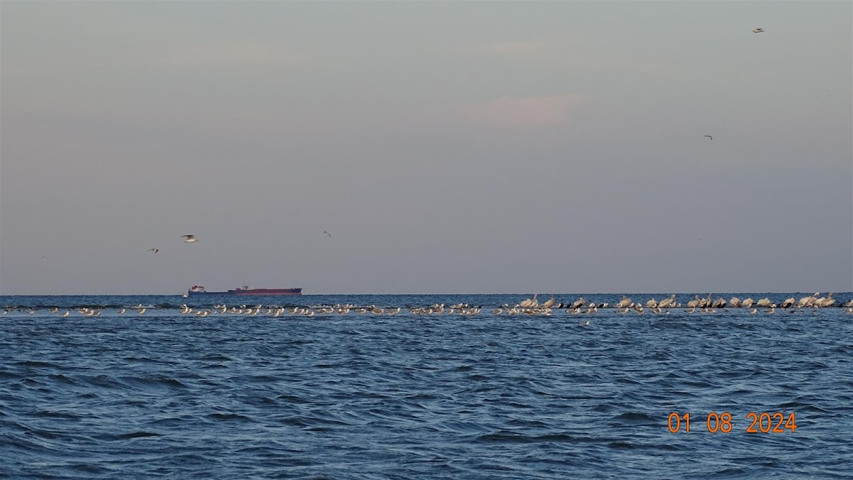 Insula păsărilor - foto 1