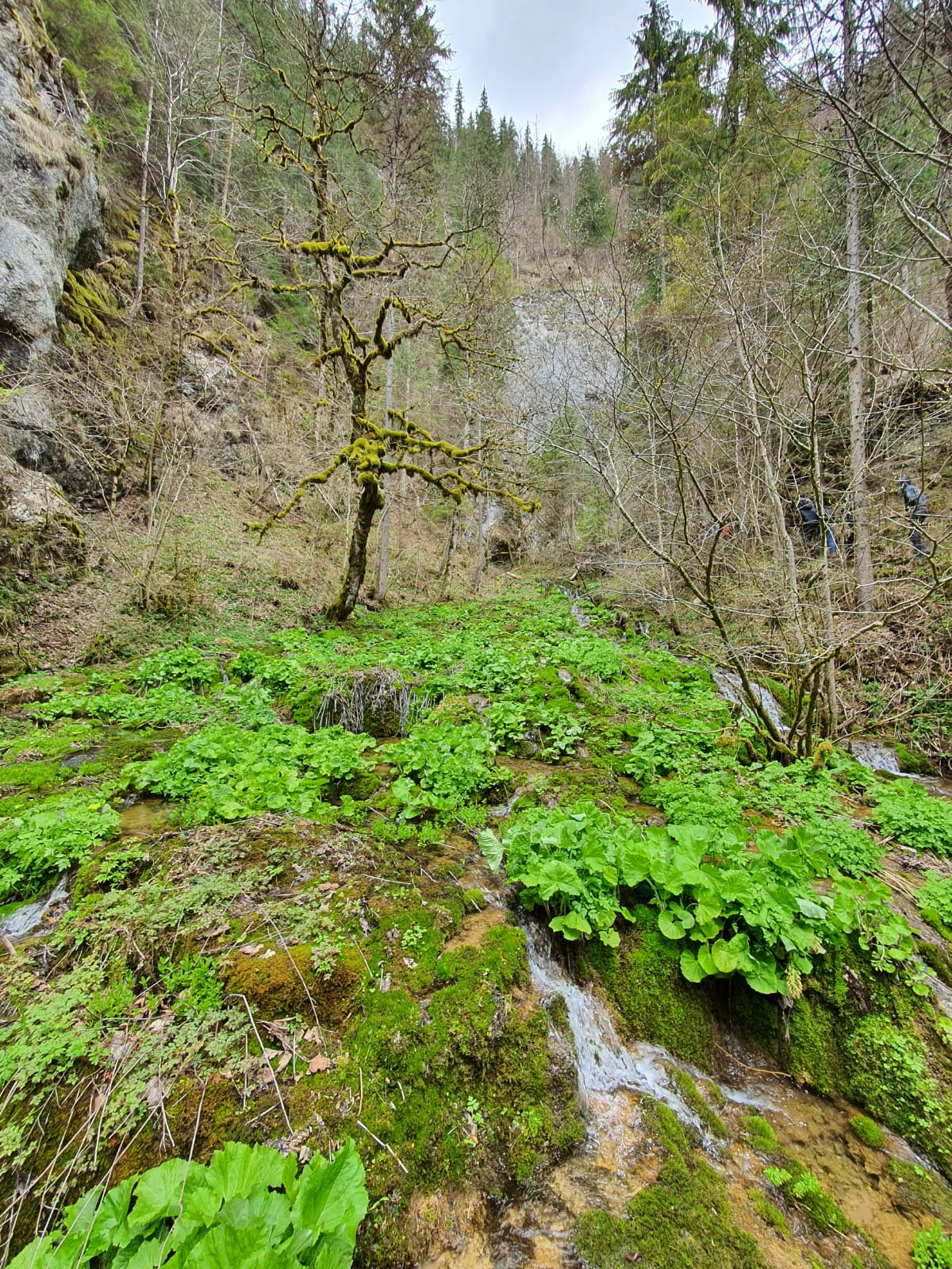 Izbucul de la Cotețul Dobreștilor - foto 4