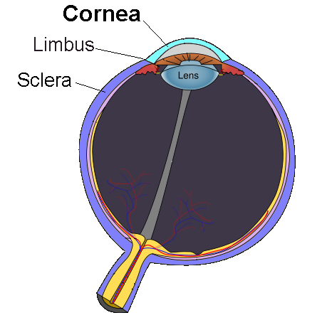 Izvoare naturale Cornea, Cornea