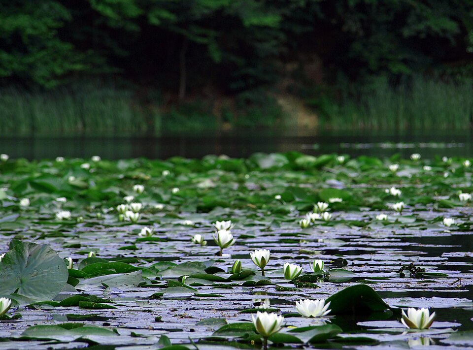 Izvoare naturale Dognecea, Dognecea