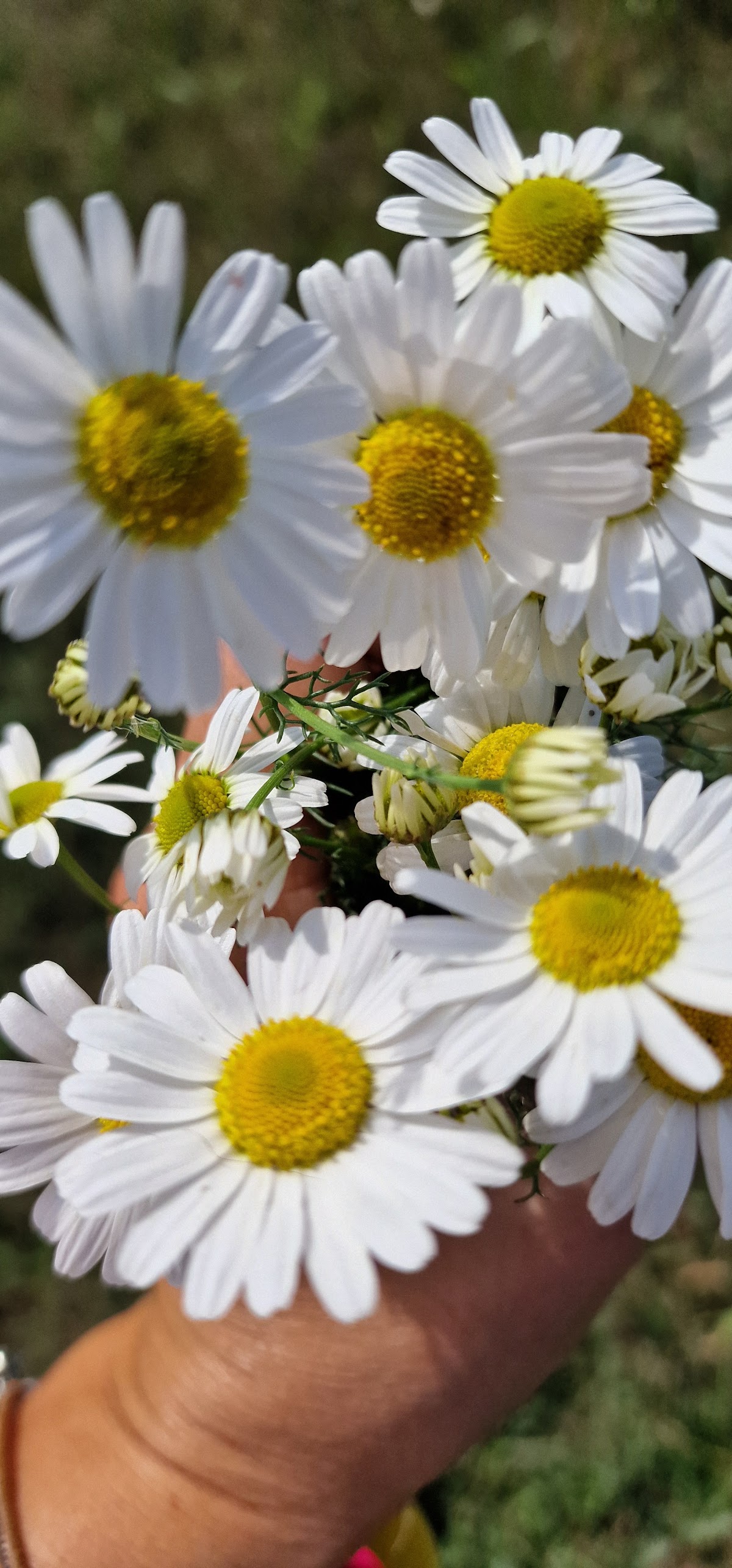 La Ferma Divină - foto 1
