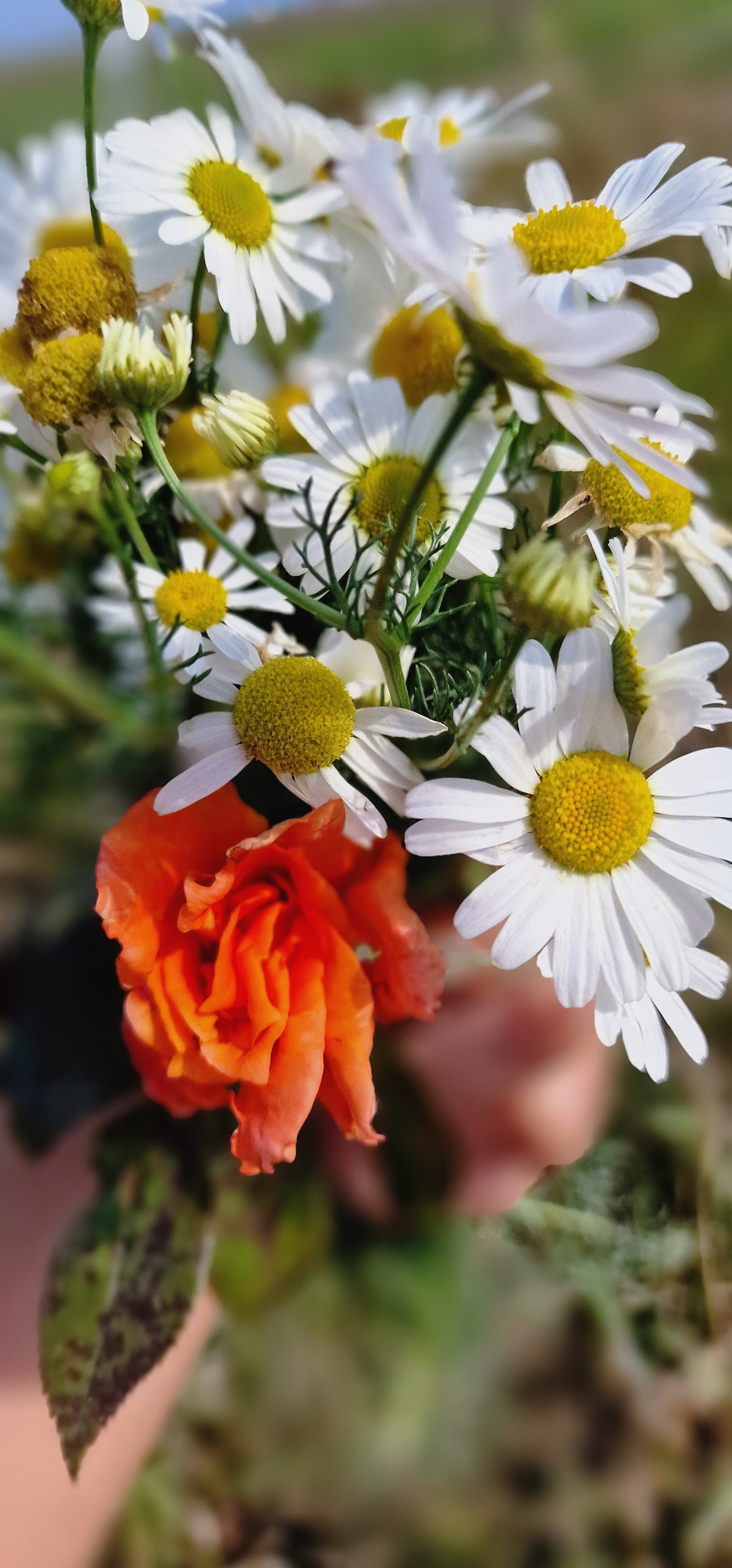 La Ferma Divină - foto 2