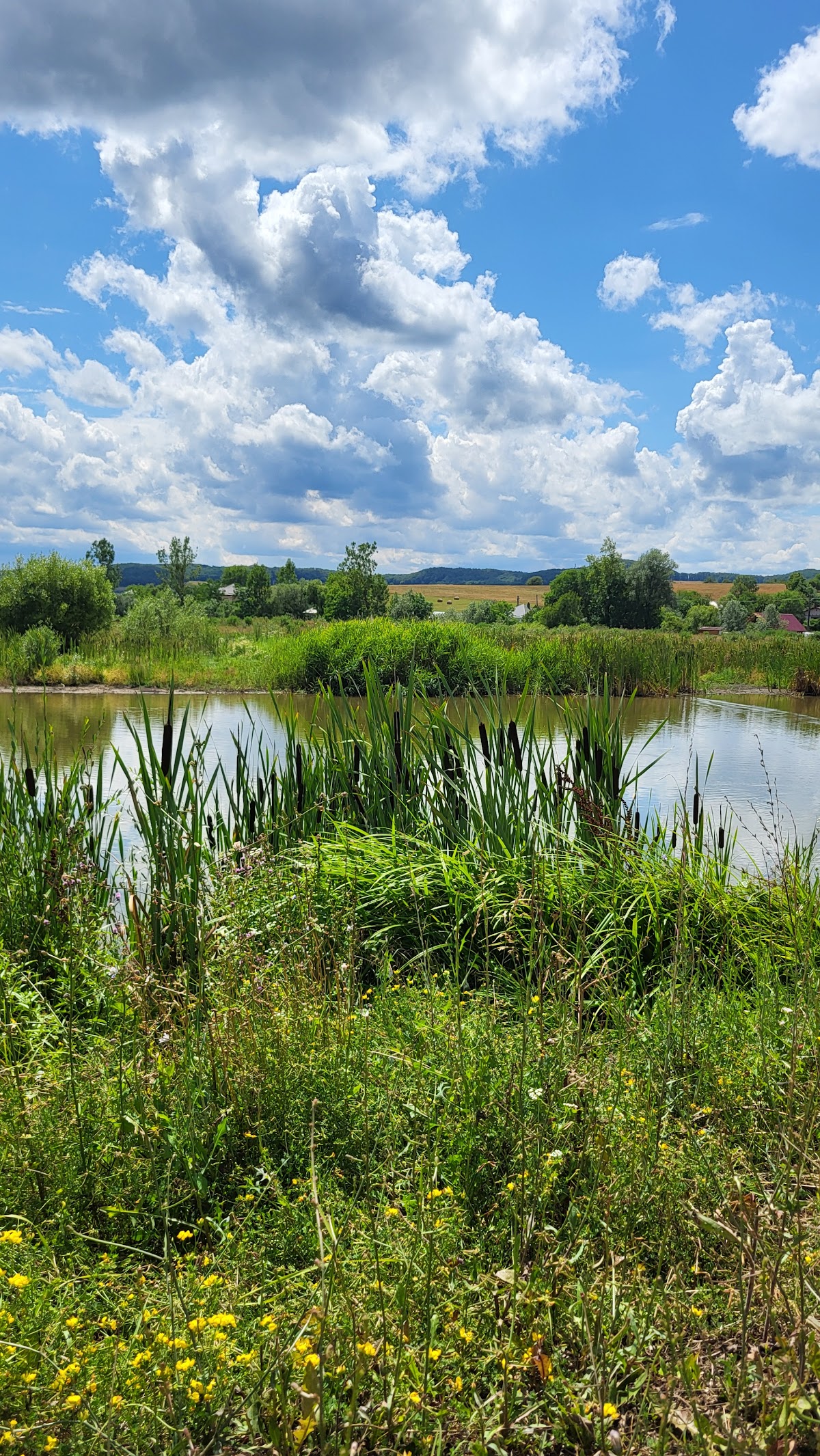 Căprioara