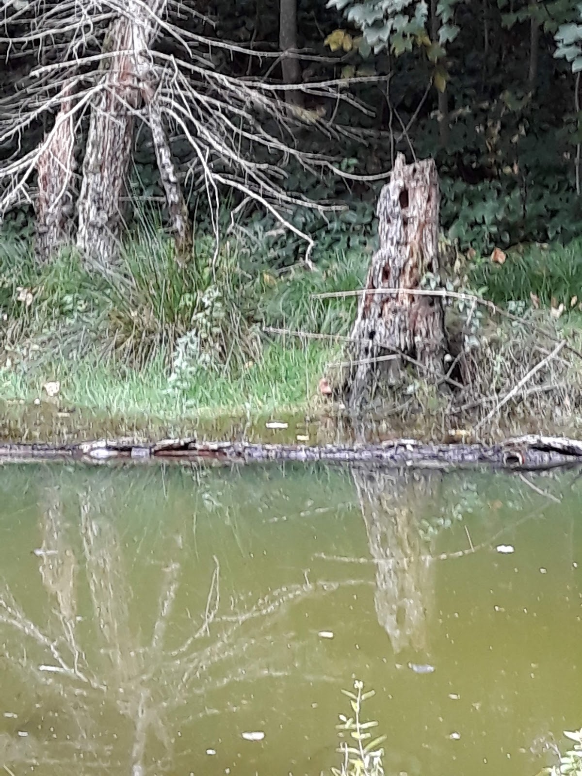 Lac Veselaru - foto 2
