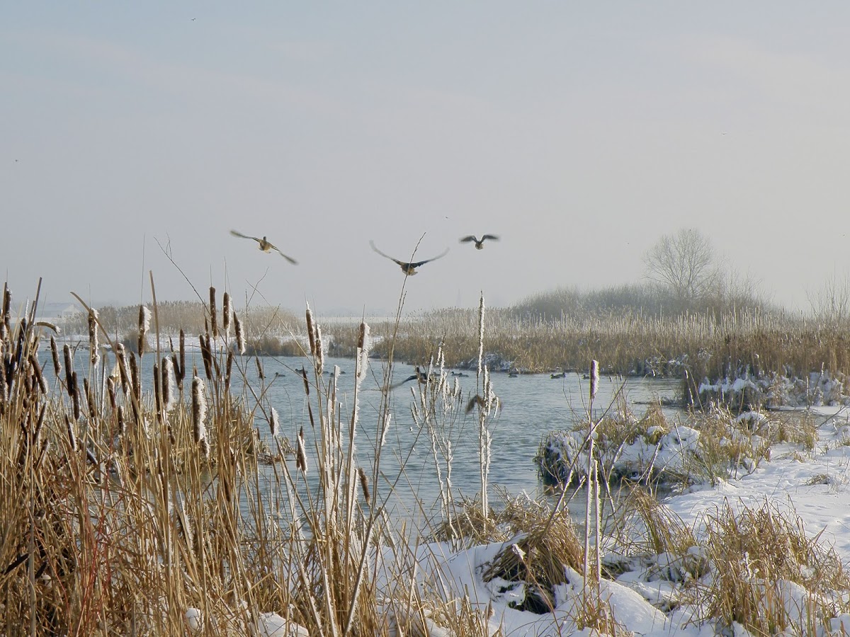 Lacul Bacau II - foto 3
