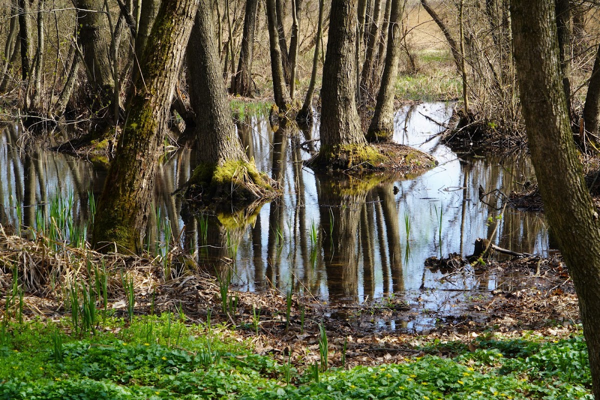 Lacul Cicoş - foto 1