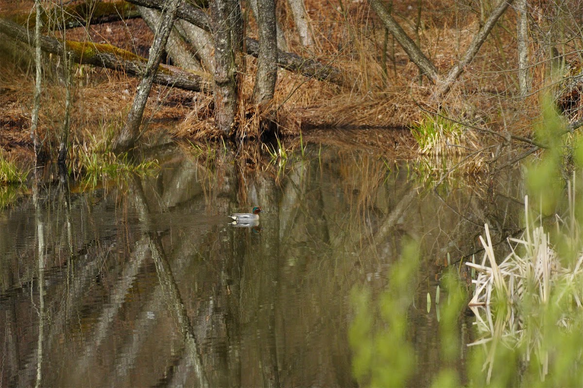 Lacul Cicoş - foto 2