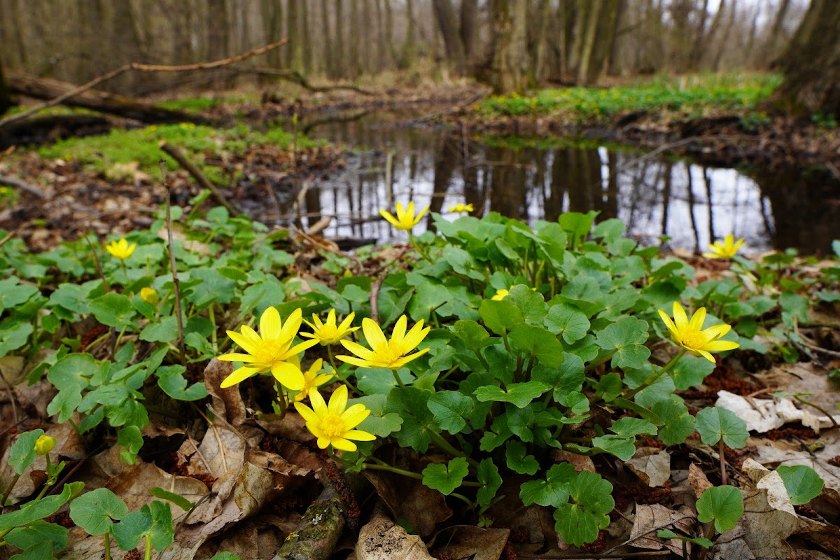 Lacul Cicoş - foto 3
