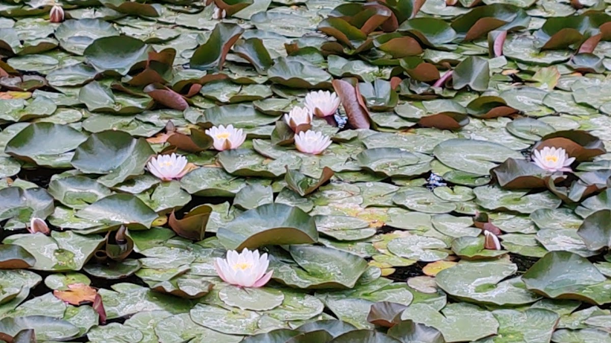 Lacul cu Nuferi - foto 2