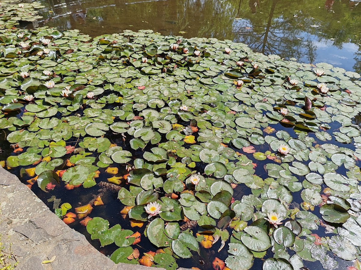 Lacul cu Nuferi - foto 5