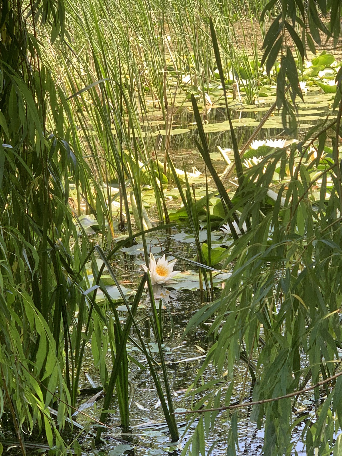 Mihai Eminescu Lily Lake Ipotești, Botoșani - foto 3