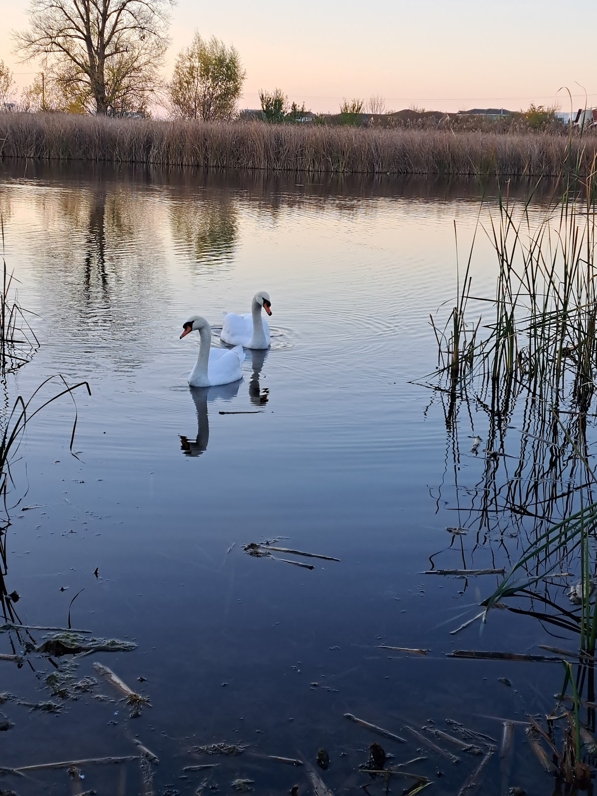 Lacul Dumbrăvița - foto 3