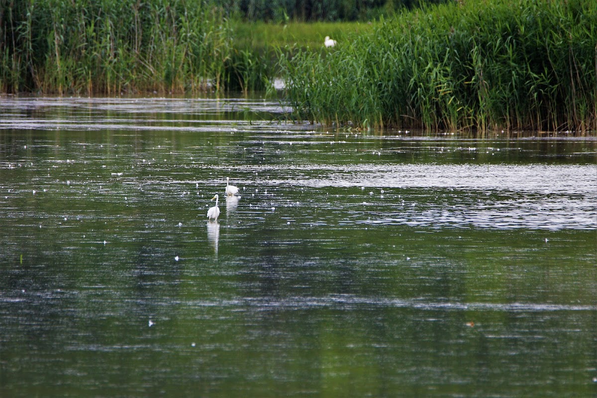 Lacul Lilieci