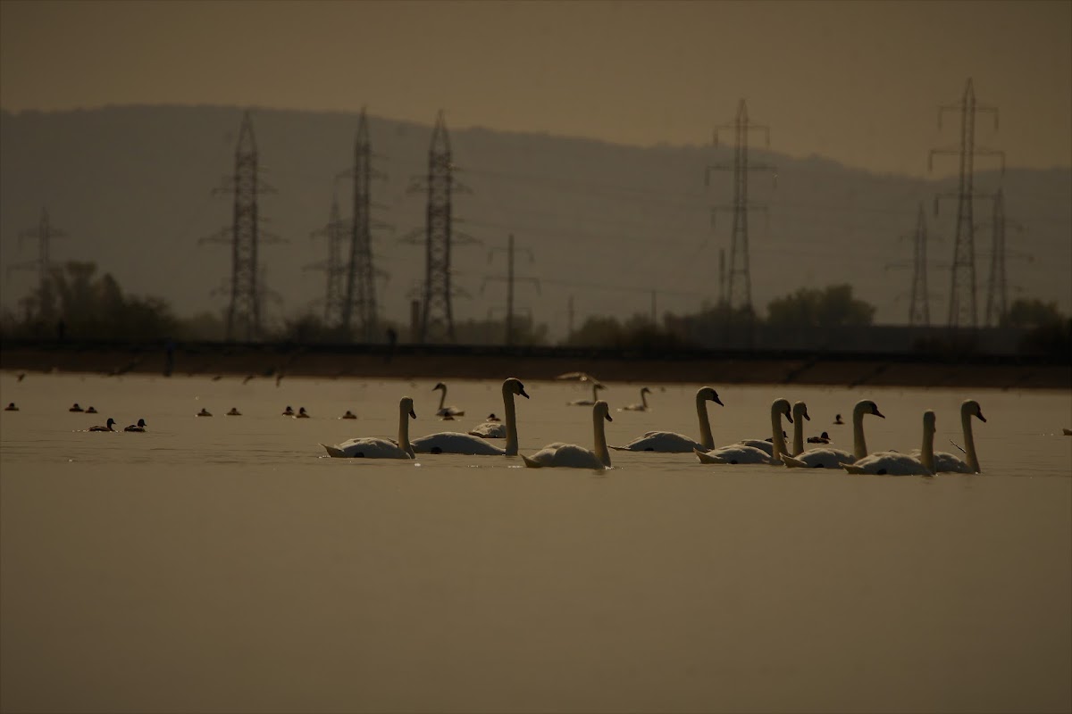 Lacul Lilieci - foto 2