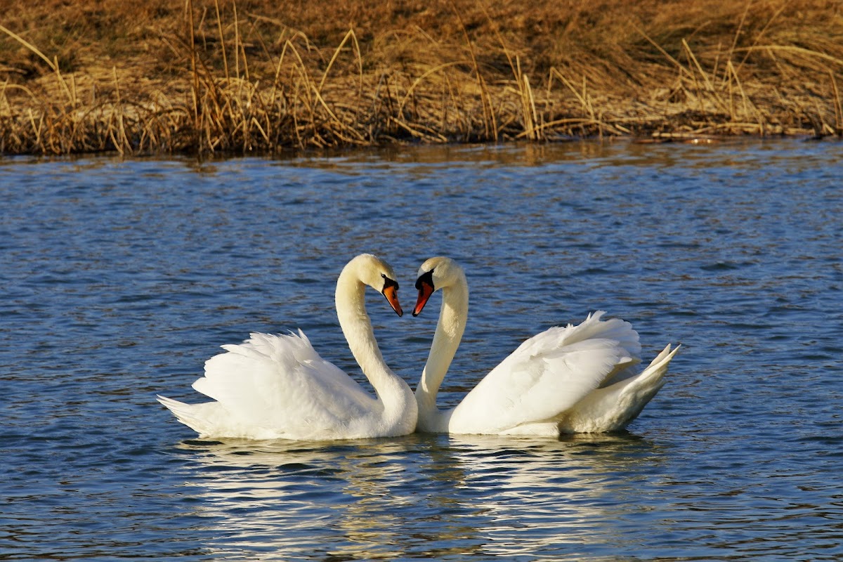 Lacul Lilieci - foto 3