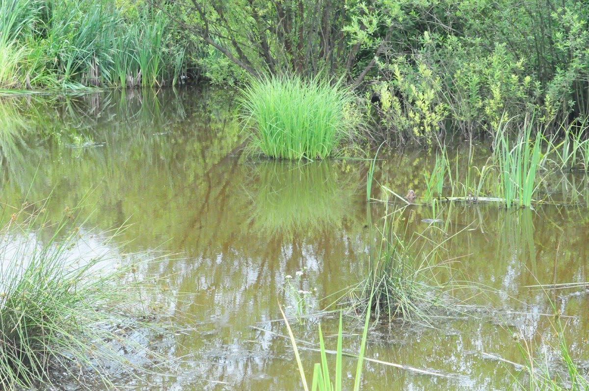 Lac Bârcă - foto 4