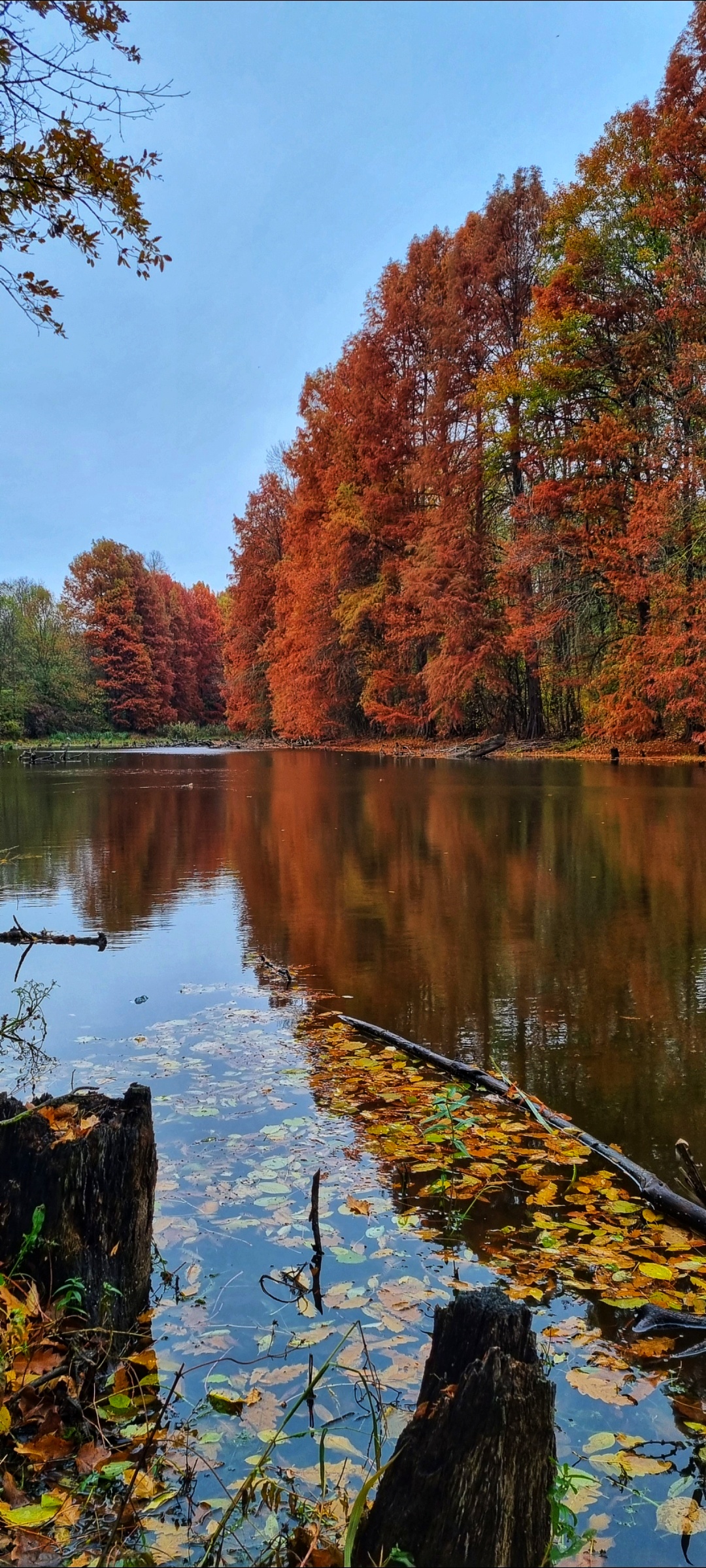 Magischer See im Cernica-Wald - foto 2