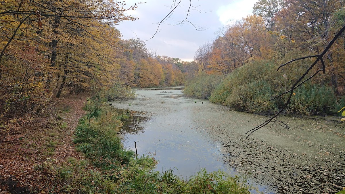 Magischer See im Cernica-Wald - foto 3