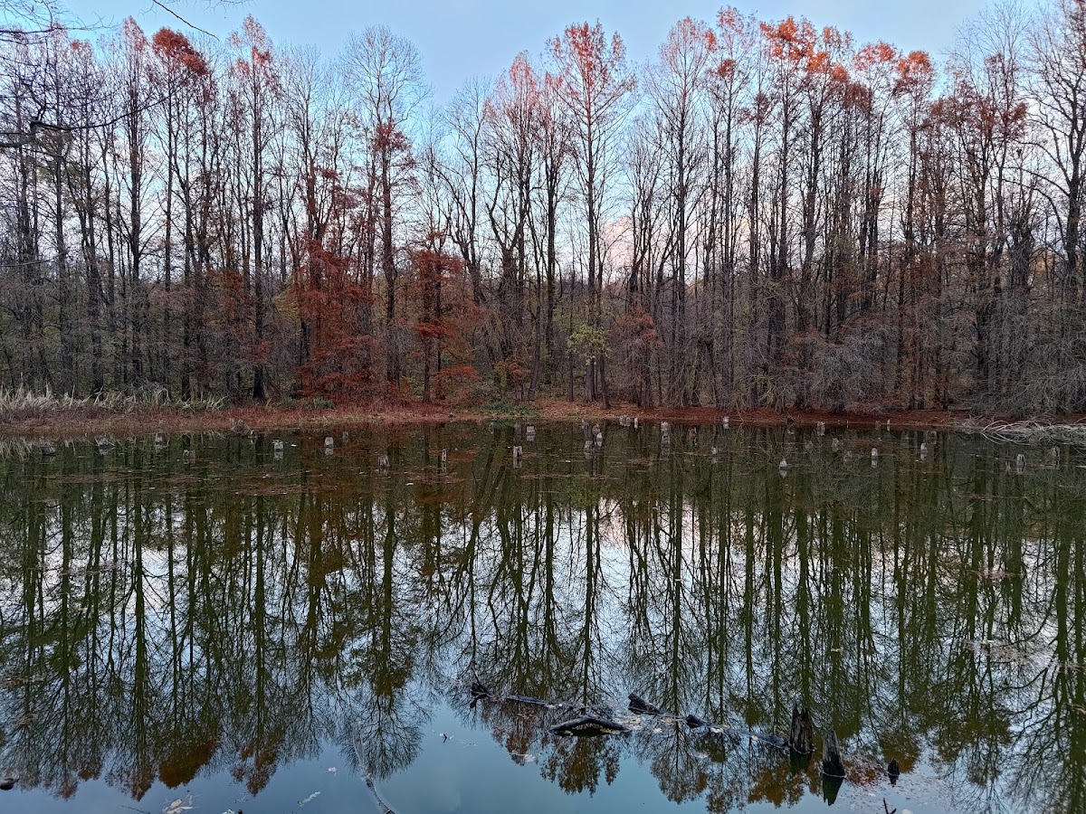 Magischer See im Cernica-Wald - foto 4