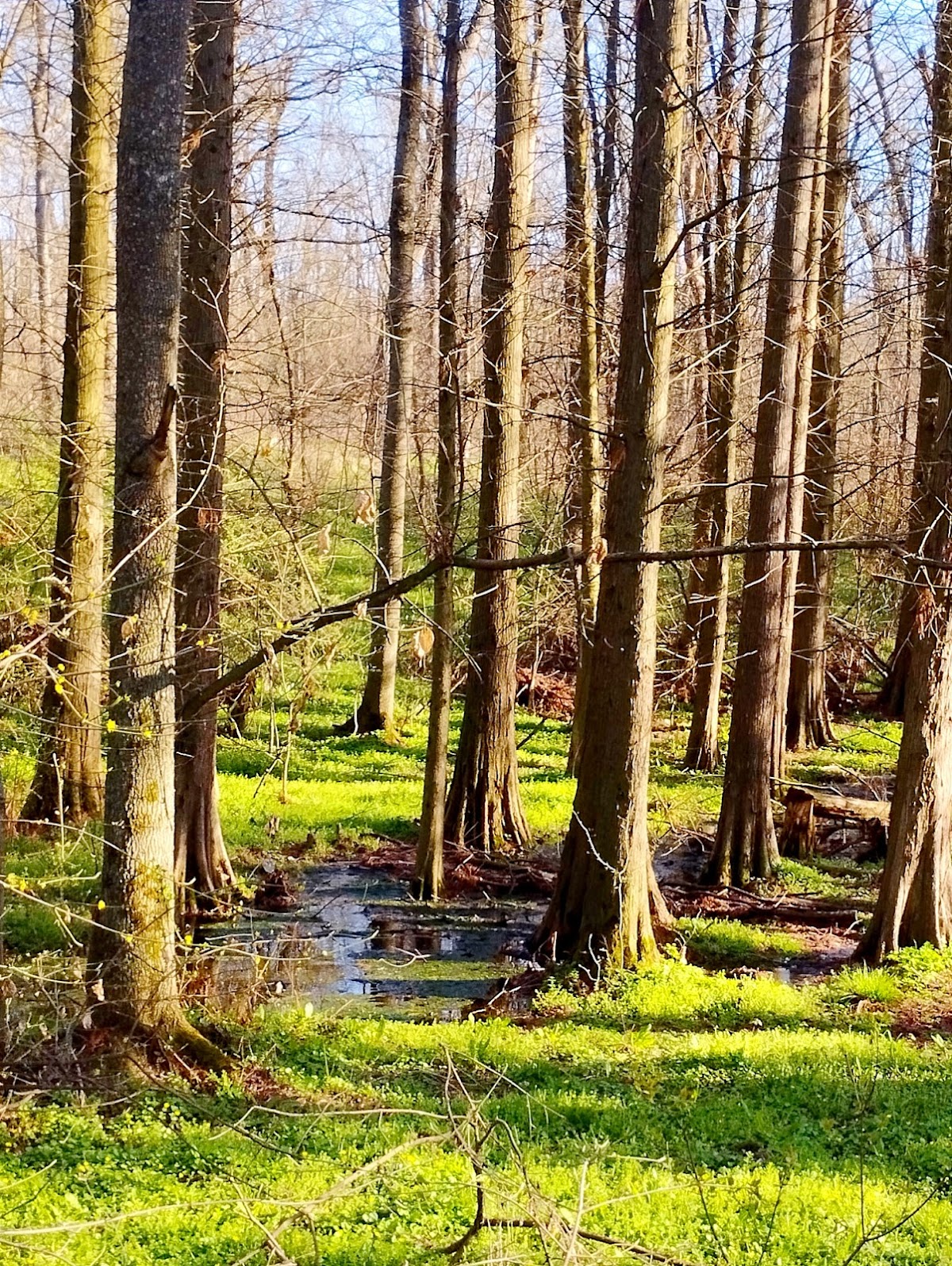 Magischer See im Cernica-Wald - foto 5