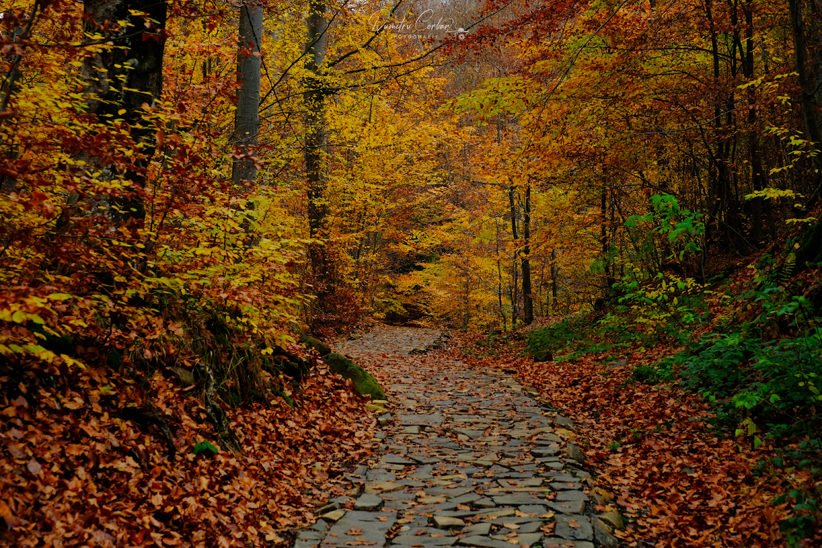 Lacul Mogoșa - foto 3