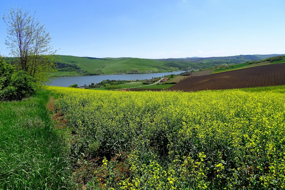 Lacul Zau de Campie - foto 4