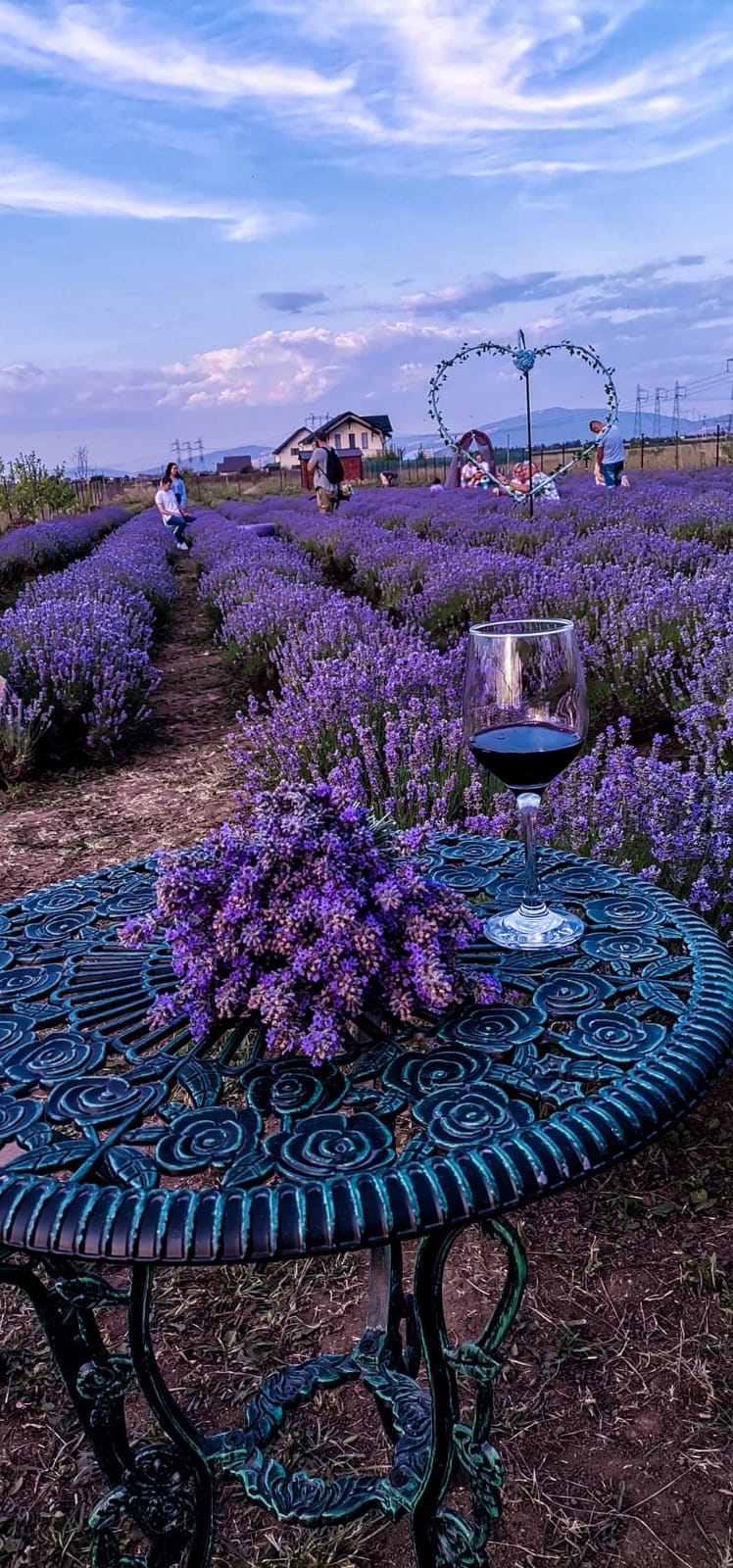 LAVENDFELD IN SÂNPETRU