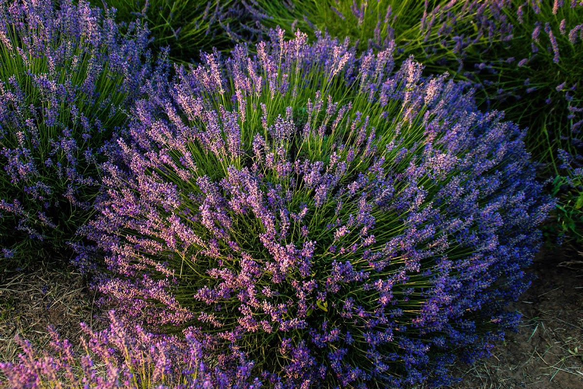 Lavanda Dragoesti Ialomița - foto 3